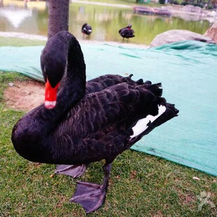 ��������Z���^���� �^�pˮ�� ���̳��꼃�N�����Z�N�Z�Bֳ��