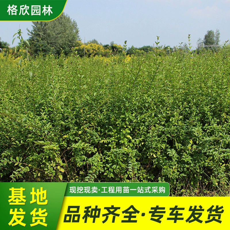 Лигуструм микрофиллум Л. Рассада База снабжения Дорожная Цветочная подушка для кровати Проект защиты склонов кустарников Озеленение Горшечное растение Ligustrum microphyllum L.