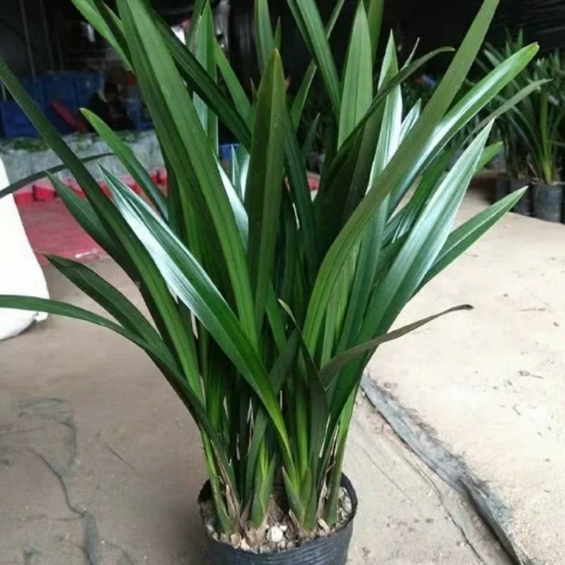 Моран Орхидея Горшечное растение черный пояс бутон растение Ароматный цветок орхидеи Four Seasons комнатное Морозостойкое растение