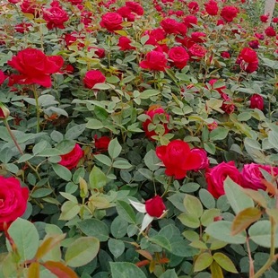 ���_���¼���t�¼����֦���@���@����������ֲ��I�B���Nֲ