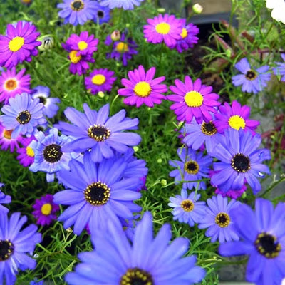 Semillas de flores semillas de cuatro estaciones al por mayor estrella de sol cosmosa de flores