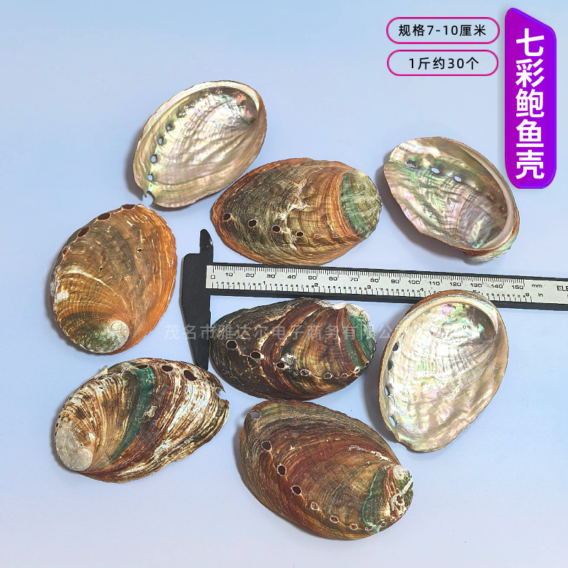 天然法螺貝 卸売供給源 魚水槽造園 工芸品 消耗品 1-10cm シェル|undefined
