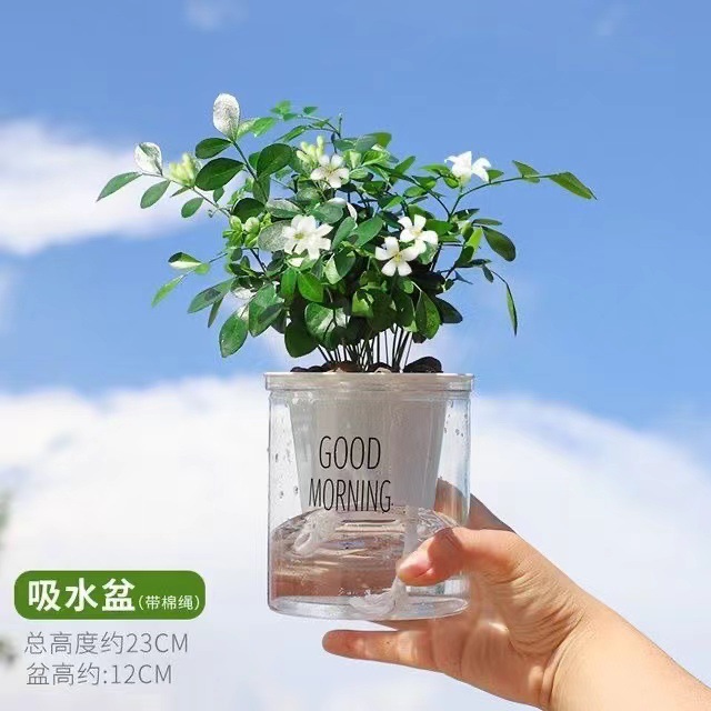 [동일 스타일 저렴한 가격] 영양액이 포함된 엄선된 15-20CM Jiulixiang 15-20그루(북유럽 스타일의 좋은 아침 분지)