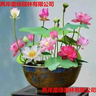 ��ɏ�ɻ��N���~��ˮ�Bֲ���҃�ˮ��ɏ�����B΢ɏ���Ի��ܷN�Ӵ��l