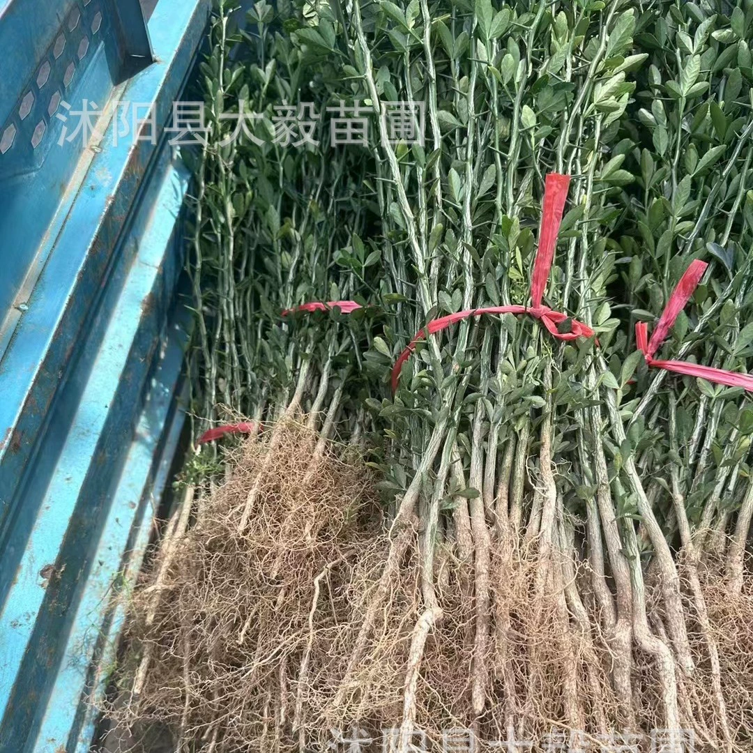 Fructus Aurantii Рассада Цитрусовые Апельсин Лайчи Рассада Прививка Сад Садовый Забор Защита Сада Железный Забор Колючая Дерево Ограждение Стены Растения