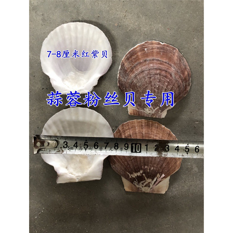 7— 8cm 붉은 가리비(BBQ용)