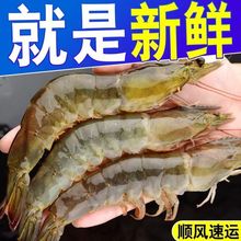 青岛大虾新鲜大虾鲜活冷冻海虾鲜虾急冻白虾青虾海虾海鲜水产批发