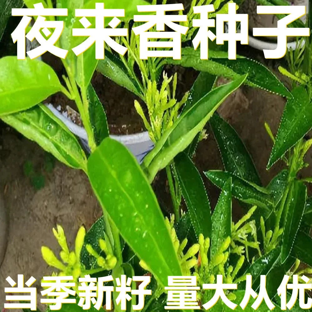 Семена туберозы 250-500г в мешках оптом, прямые поставки с места происхождения, сезонные новые семена, семена садовых растений