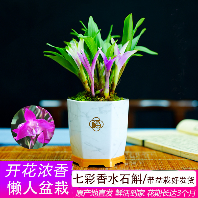 七彩香水石斛兰花四季好养绿植浓香型吸甲醛改善睡眠绿植净化空气