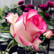 月季花苗批发艾莎玫瑰复色大花切花阳台庭院观花植物苗花期带花苞