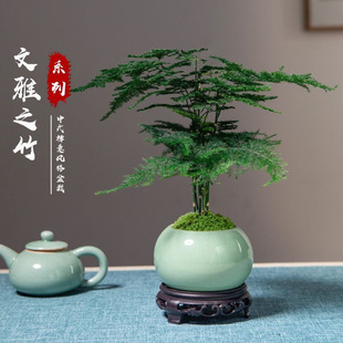 Asparagus Potted Indoor Plants Indoor Flower Bonsai Evergreen Round Flower Pot Asparagus Moss Factory Wholesale