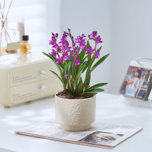 带花香水石斛兰盆栽兰花盆景客厅办公室阳台室内好养花卉小绿植