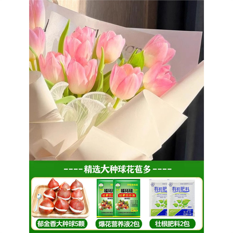 A1 bell tulip 3 big bulbs + nutrient solution + fertilizer