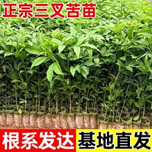 �V�������N���в�ș���������������~��Ѿ�����滢������������
