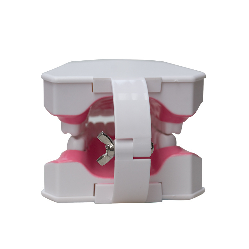 Modelo dental con el modelo dental del cepillo de dientes que enseña el instrumento oral de la dentadura modelo Dental 2 veces