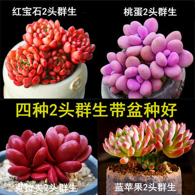 simulation Succulent plants Repeat flowers and plants Green plant combination Potted plant Novice Package One piece wholesale