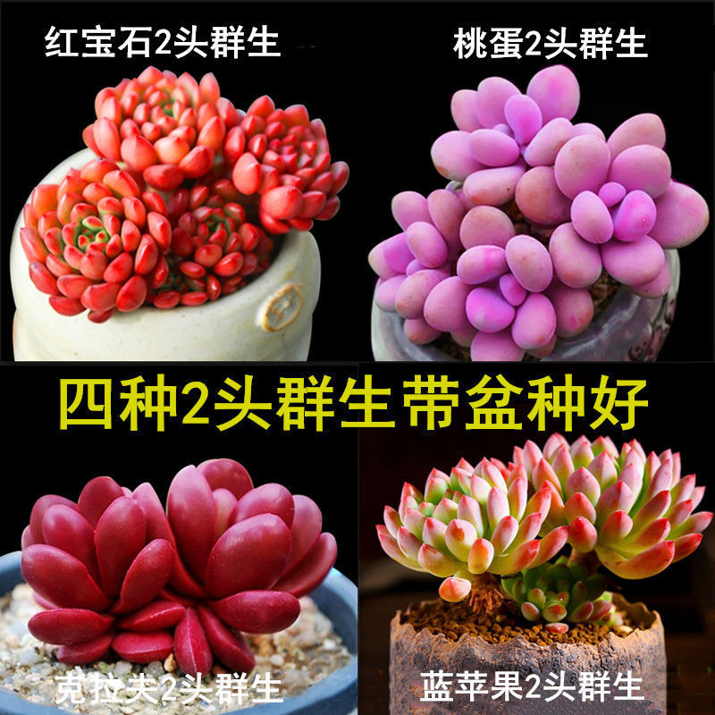 simulation Succulent plants Repeat flowers and plants Green plant combination Potted plant Novice Package One piece wholesale