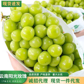 【产地直发】阳光玫瑰3斤葡萄鲜果无籽青提新鲜水果应季水果现货