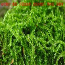 新鲜发货养殖朵朵藓15*8cm三盒装小白发藓盆景雨林水陆缸青苔植物