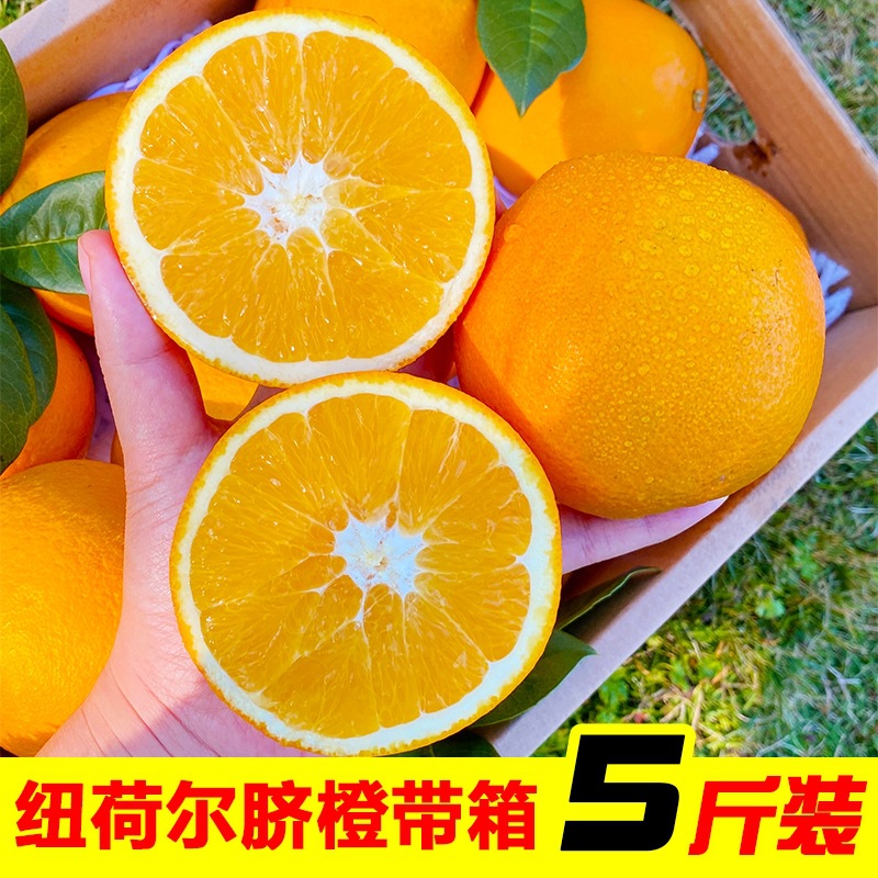 精选纽荷尔脐橙5斤装新鲜应季水果手剥冰糖甜橙子整箱批发