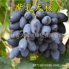 ꖹõӡձ oј oꖹŮ