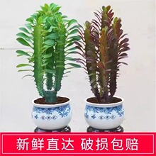 ����ֲ����ؔ�լ�����k���҃ȿ͏d����ȩ�����՚����������ֲ��