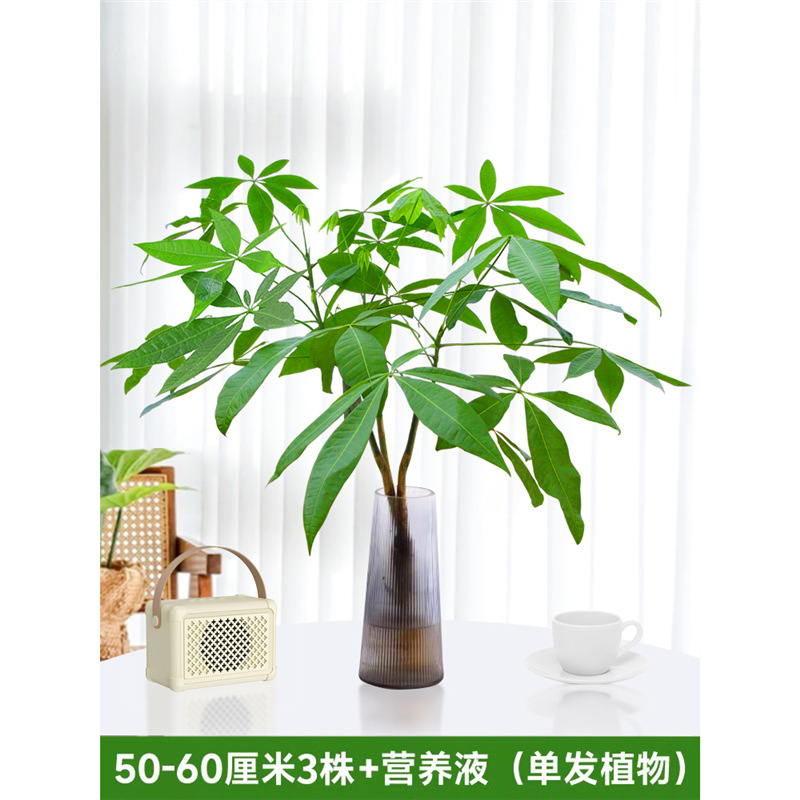 50-60cm 머니트리 [단일식물 3종] 영양액 1팩 포함