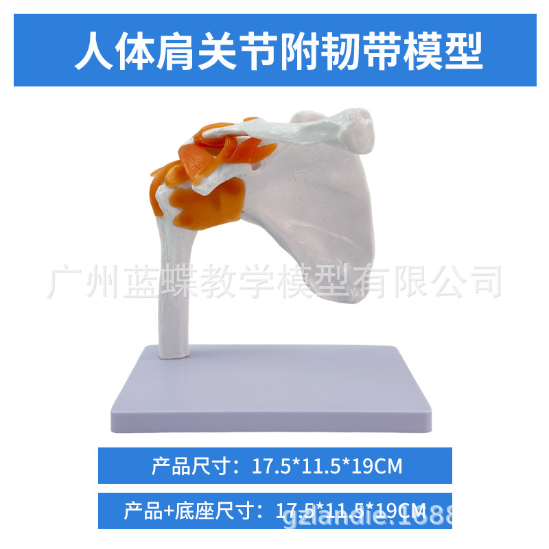 �����ͼ�ؽ�ģ�� �������ģ�� ��ؽڸ��ʹ�ģ�� ����ģ��