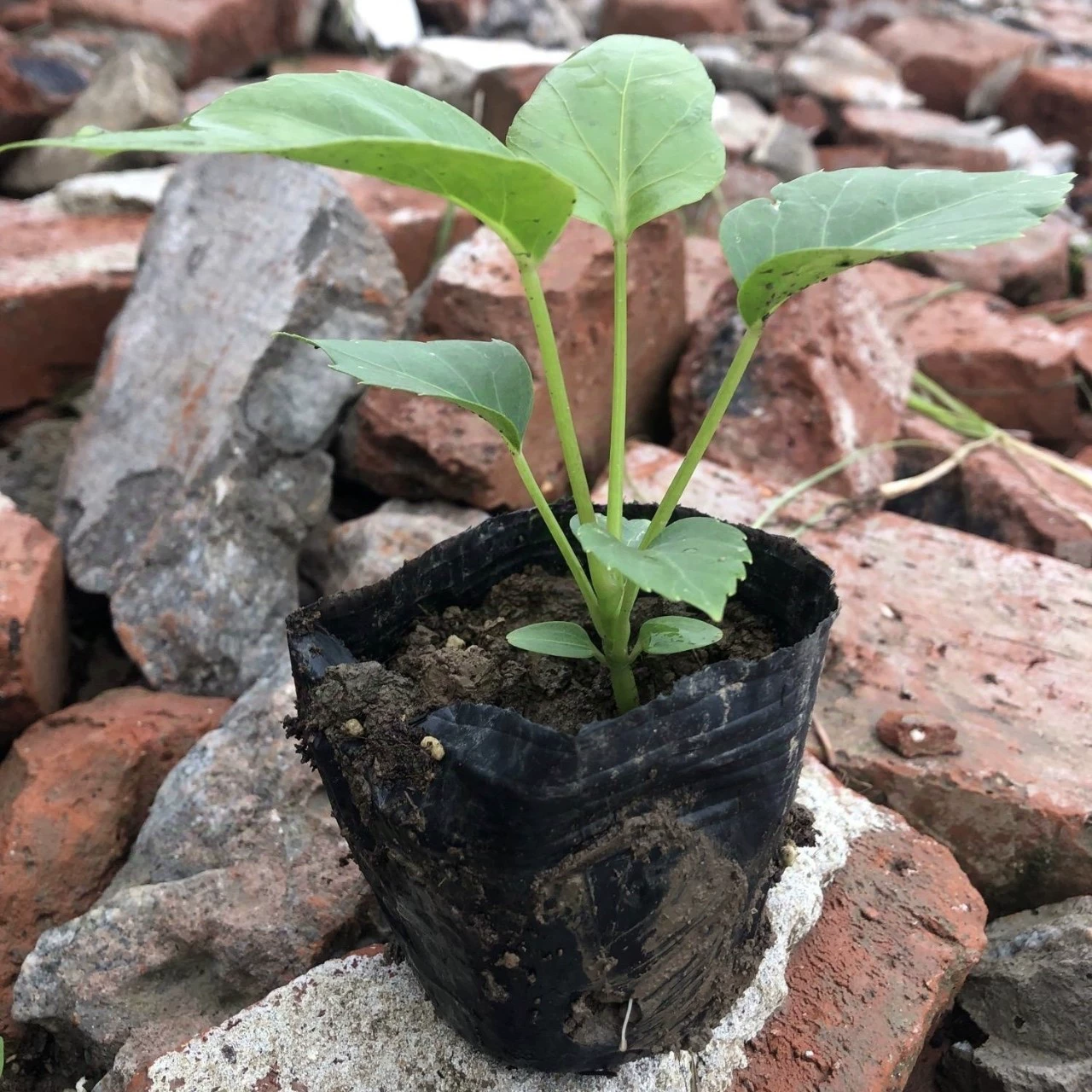 2412B база оптовая продажа большие листовые зонтики австралийская утиная нога мешок саженцы 15-30 высокий