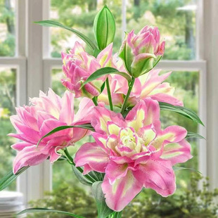 �ٺϻ��N���M����ˮ�ٺ��ļ��_������ֲ���҃��r�����Ի��N�ӾGֲ