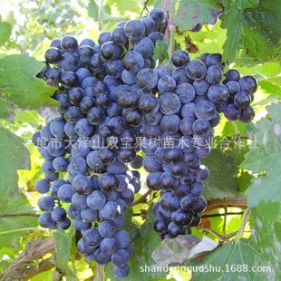 ������ ��ټ{ ƽ�ȴ��ɽᄾ����ј���������l������Ʒ�N�r���