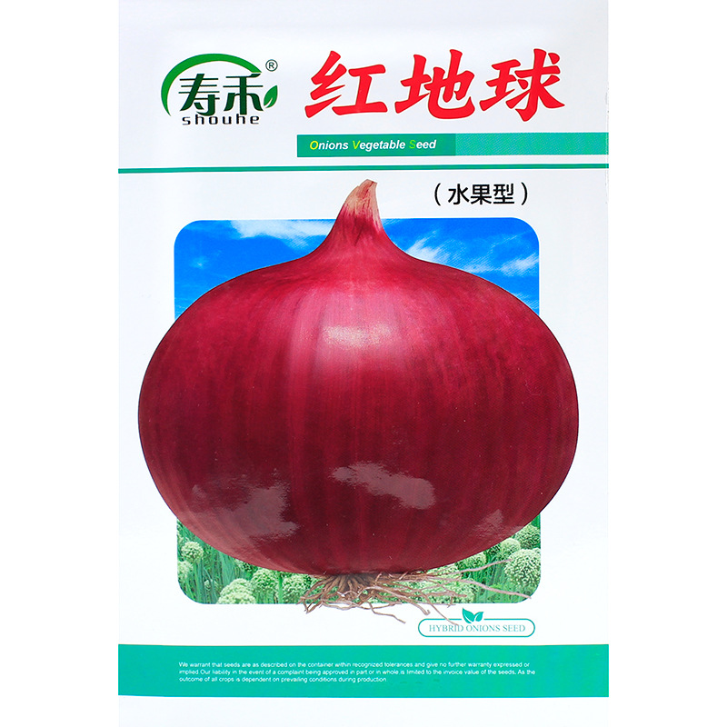红地球紫皮洋葱种子种籽种植特大圆葱耐寒紫皮秧苗葱种孑蔬菜幼苗