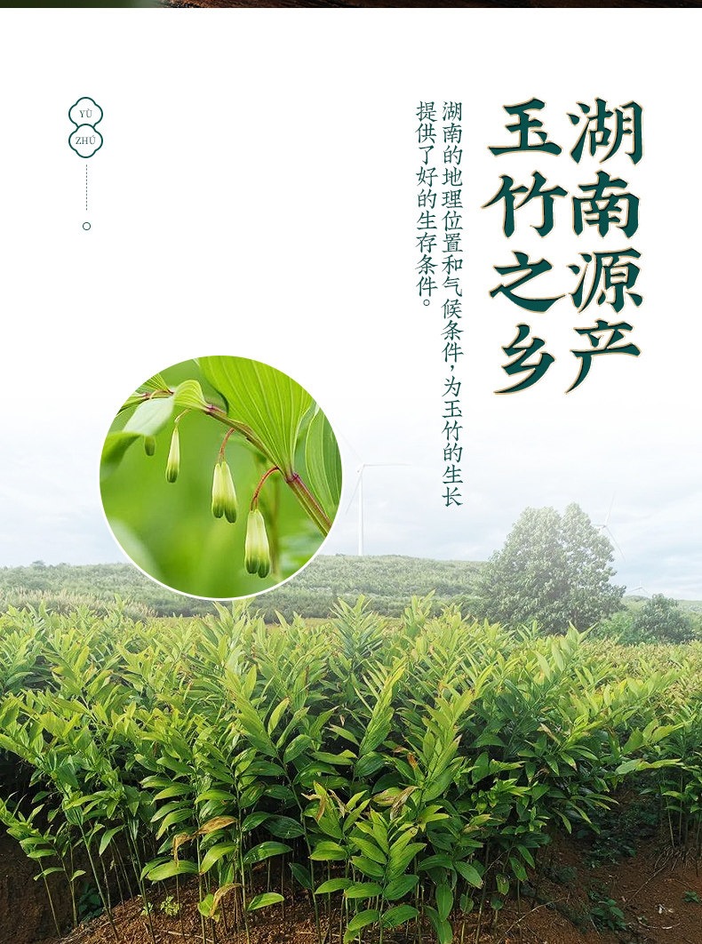 Yu Zhu Dried Polygonatum Slices 500g Hunan Yu Zhu Herbal Soup and Tea Ingredient quality and texture
