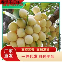 一件代发银杏树活苗大树金叶银杏树苗拆迁占地苗银杏树小苗庭院别