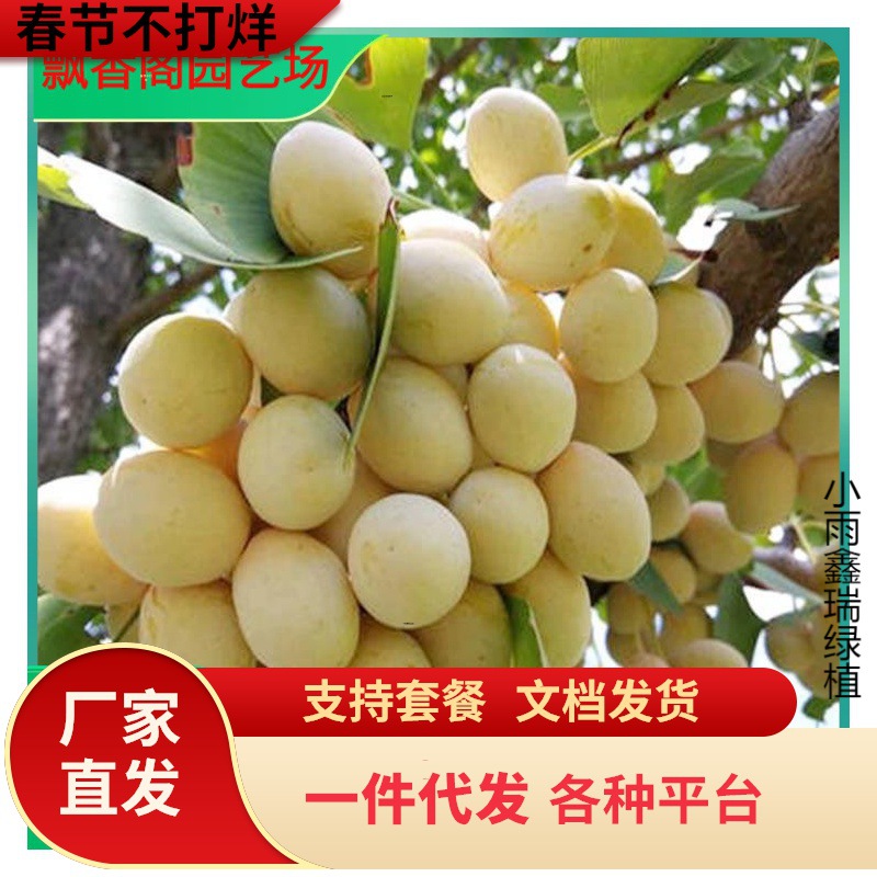 一件代发银杏树活苗大树金叶银杏树苗拆迁占地苗银杏树小苗庭院别