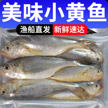 黄海海捕新鲜小黄花鱼冷冻生鲜水产鲜活冰鲜海鱼小黄鱼350g一袋