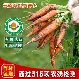 云南高原有机胡萝卜新鲜现挖甜脆宝宝辅食炖汤水洗非转基因老品种