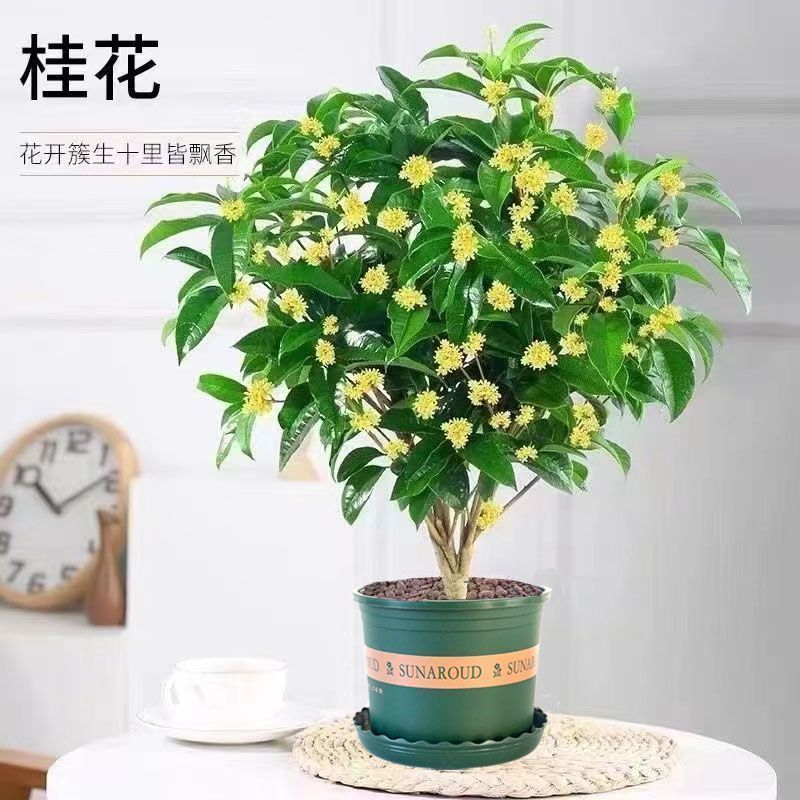 핫 아이템 : 5.8년근 더미 모종 [강력한 모기 구충제]가 갤런 화분과 함께 제공됩니다.