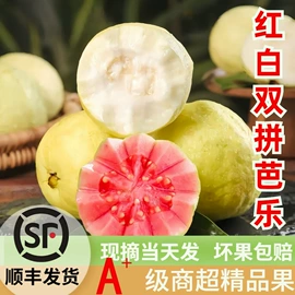 其他水果;番石榴/芭乐;哈密瓜