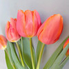 Tulip species ball big ball tulip seeds soil Peiwu View flower potted potted perennial ball root -resistant flowers