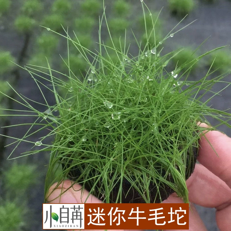 Говяжье одеяло трава настоящие водные живые декоративные аквариум ленивый Пейзаж Трава Оптовая перспектива