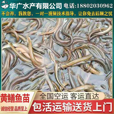 黃鳝苗 鳝魚苗 黃鳝種苗 花鳝苗 正大9號鳝魚苗 淡水養殖魚苗活體