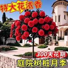 �䘶�¼��ش󻨶༾�_�����õ��������¼����Ϙ����玧��������