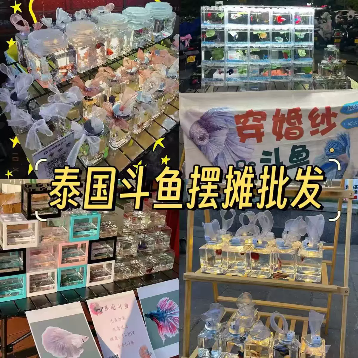 泰国进口斗鱼热带观赏鱼小型亚克力鱼缸50条摆摊套餐半月摆摊斗鱼