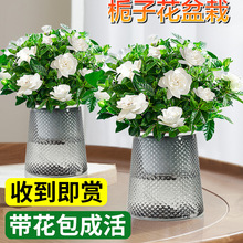 �d�ӻ������ļ��_��������ˮ��ֲ���҃Ⱥ��B���򻨻ܾ�����Gֲ��