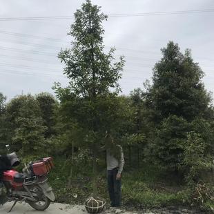 �Ĵ���z�ľ�����l�����ľ��Nֲ������骆�ľ�L����