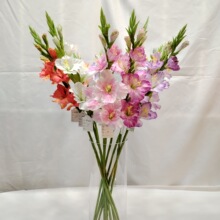 ���N��������m���滨����ö�tɫ�ٻ����ܳ�ɫ�������b�����