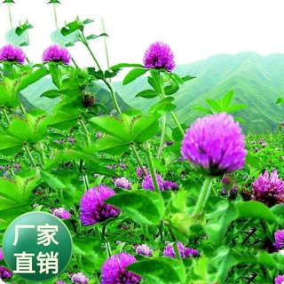 多年生宿根三叶草种子红花三叶净籽观赏白车轴草幸运草白花苜蓿