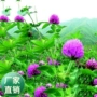 幸运草白花多年生三叶种子