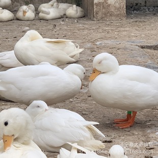 � ������� ��� ���_�����w���� �^�p� ��������Xһ���r��